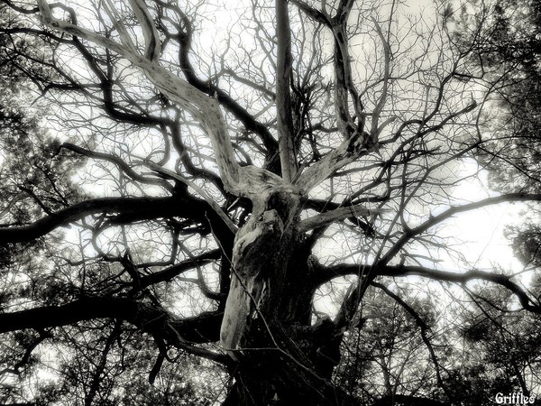 GNARLED