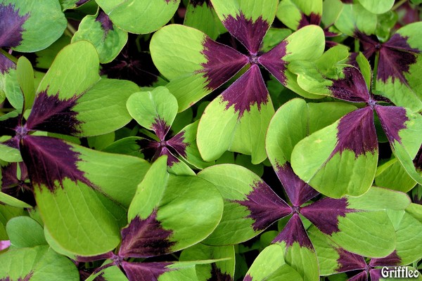 LUCKY CLOVER
