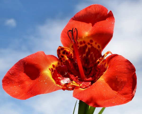 TIGRIDIA