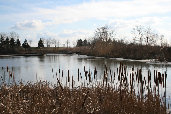 The Pond