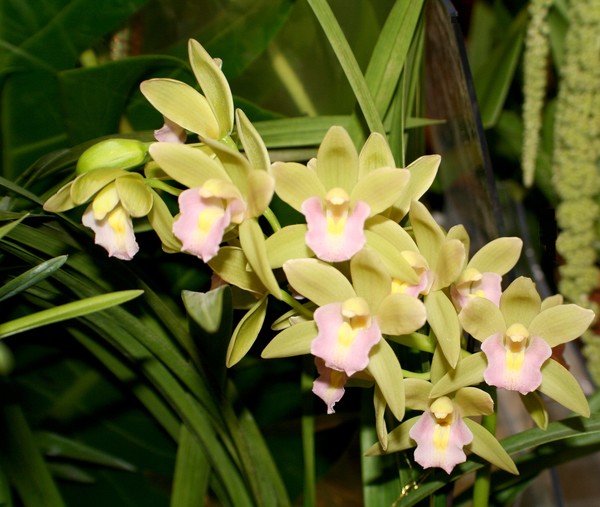 Green Orchides