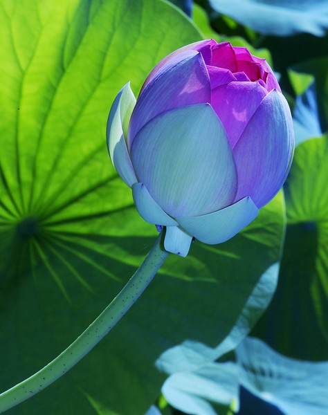 Lotus Blossom.