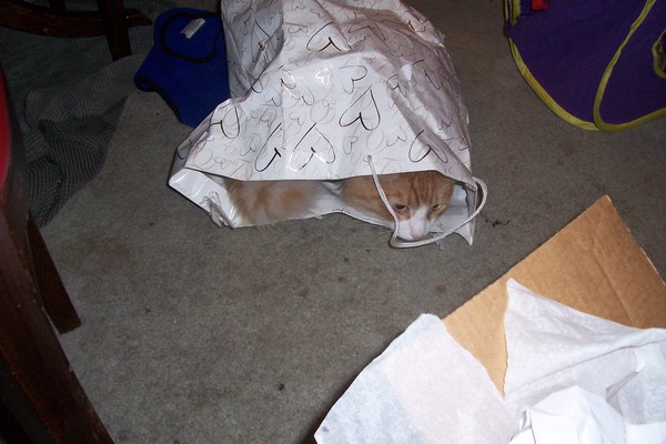 Don't let the cat out of the bag