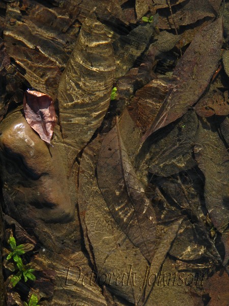 Leaves under ice