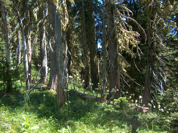 Bear Grass