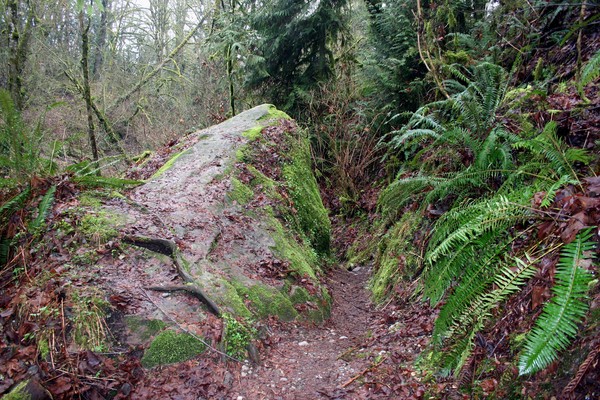 Big Rock, Big Tree