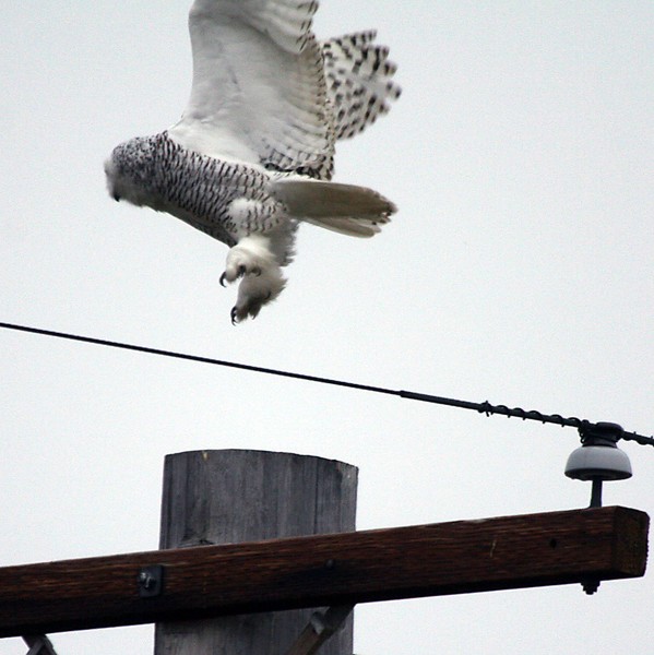 Snowy Owl Lift-Off