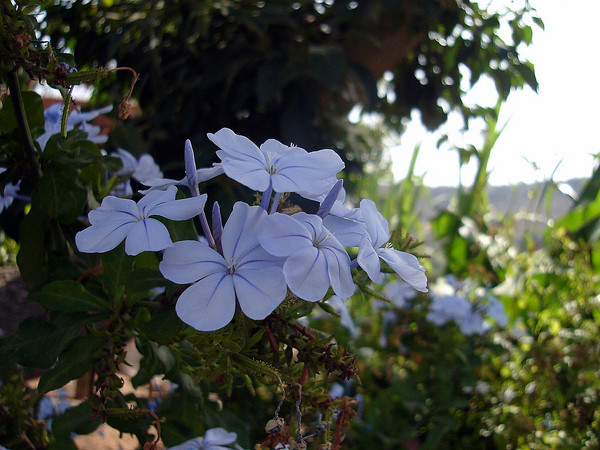 Mystic Blues