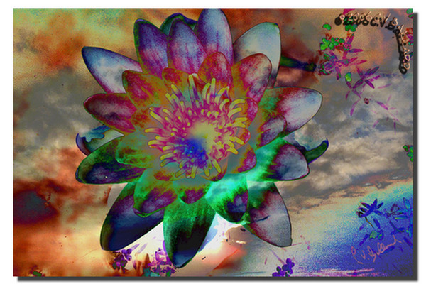 Lilly in the Sky