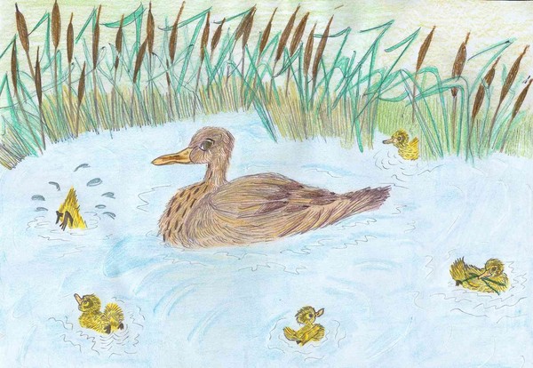 duck1