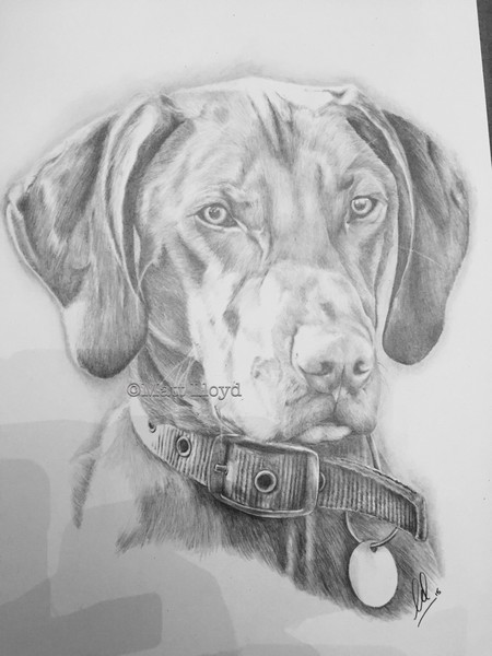 Vizsla 