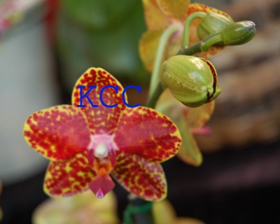 Orchid 15