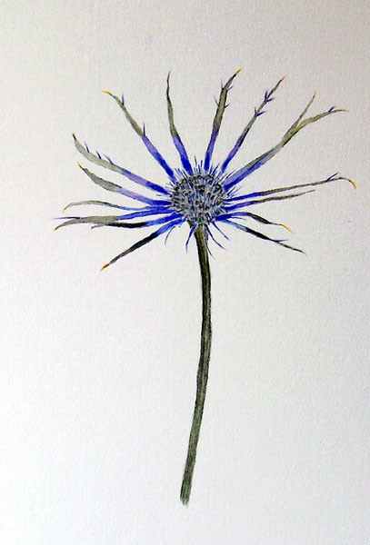 Seaholly