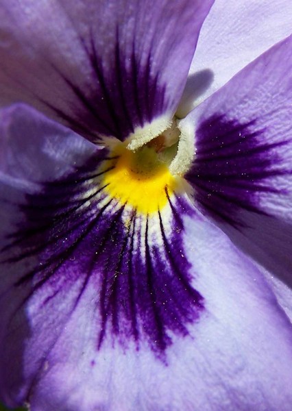 Pansy