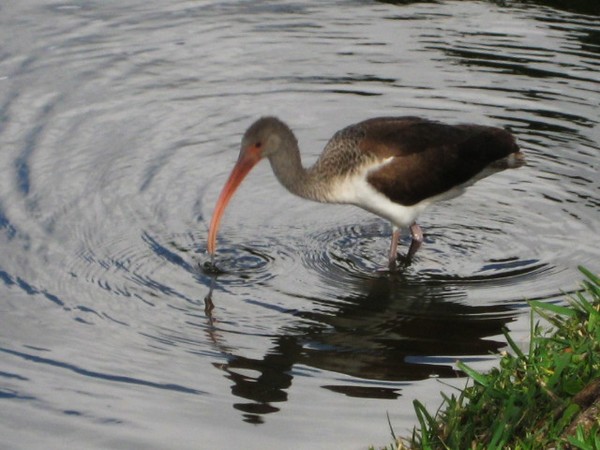 Reflective Bird