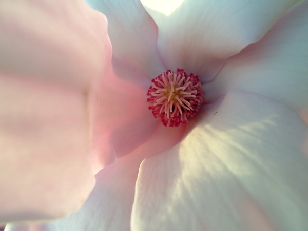 Magnolia