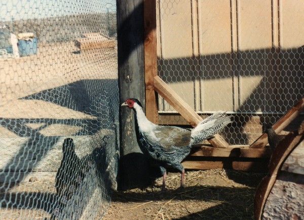 Silver Pheasant