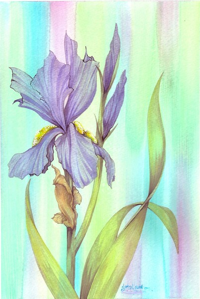 Bearded Iris