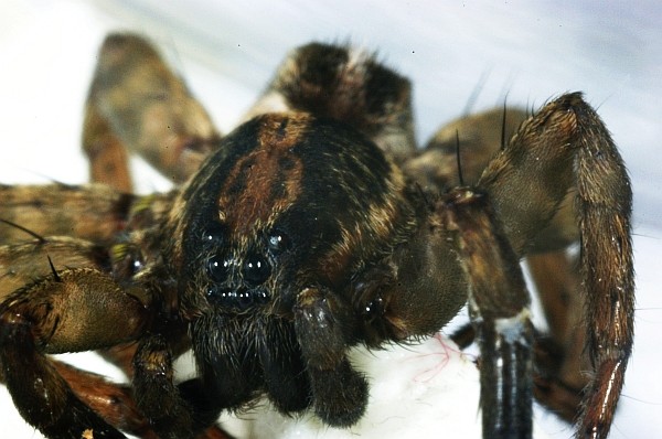 Spider Macro