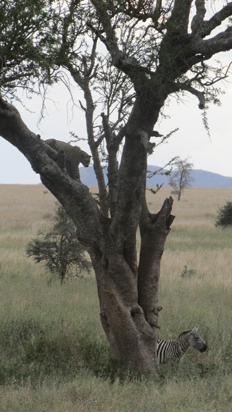Safari Tanzania 3