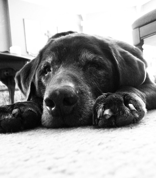 Duke at Rest