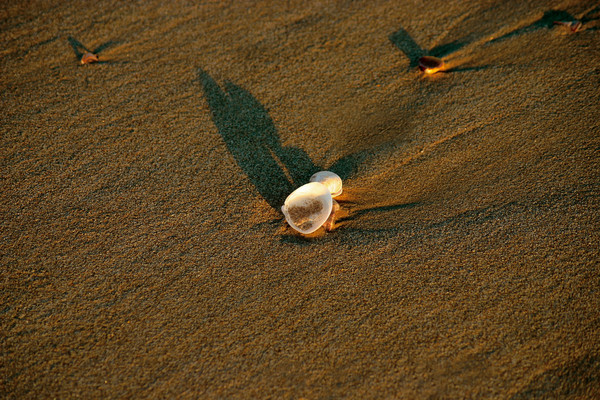 shell2