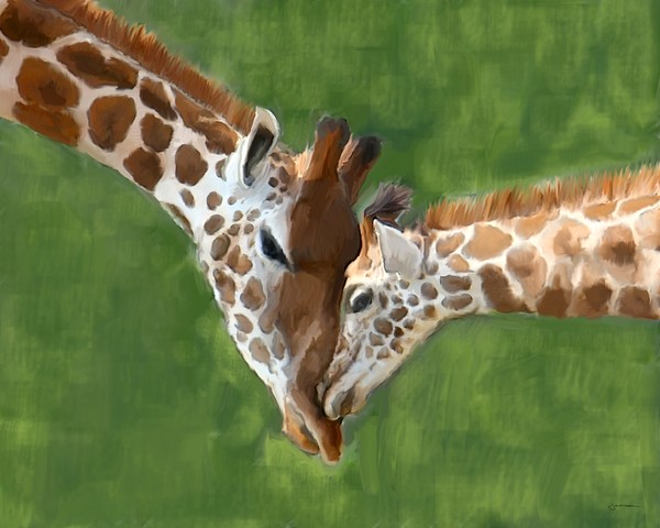 Mother and Baby Giraffes