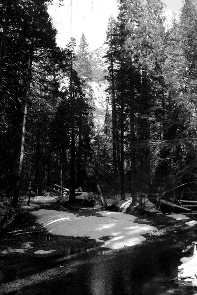 Yosemite Forest shot 1