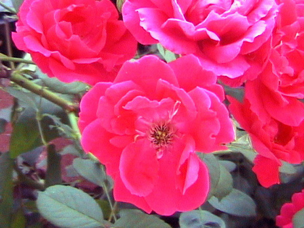 Red rose's