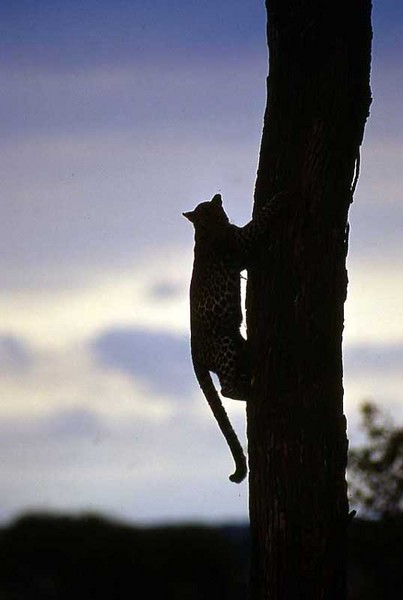 Leopard