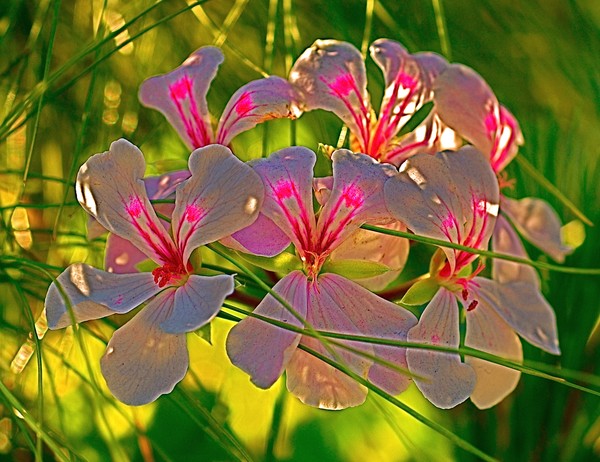 Song Of The Flower