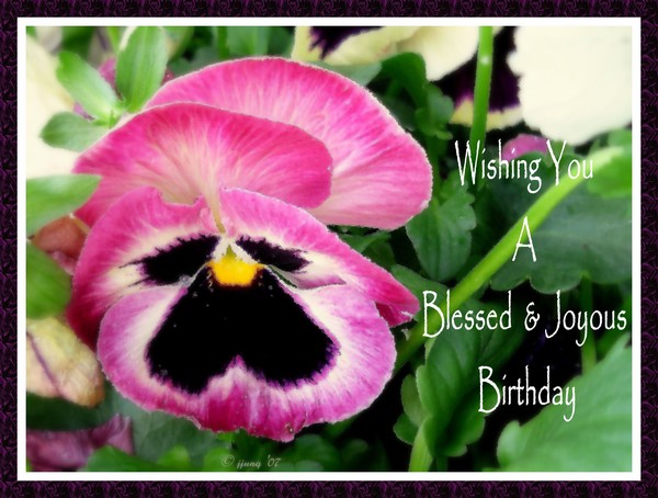 Purple Pansy Passion