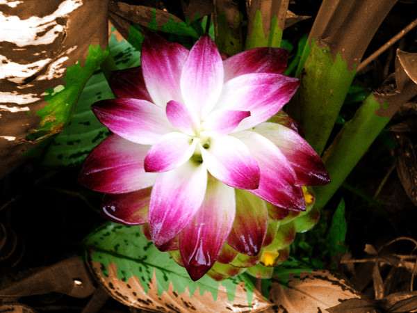 natural beauty