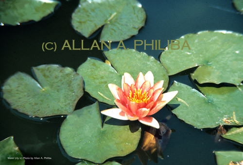 water lilies