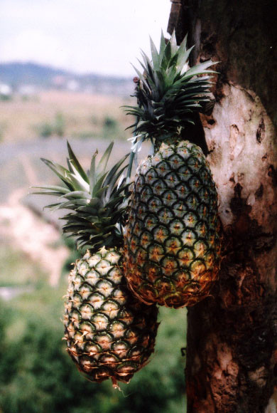 Pina from Tagaytay