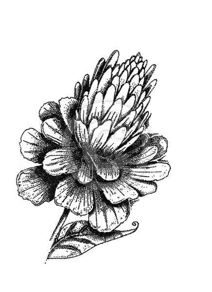 a peony