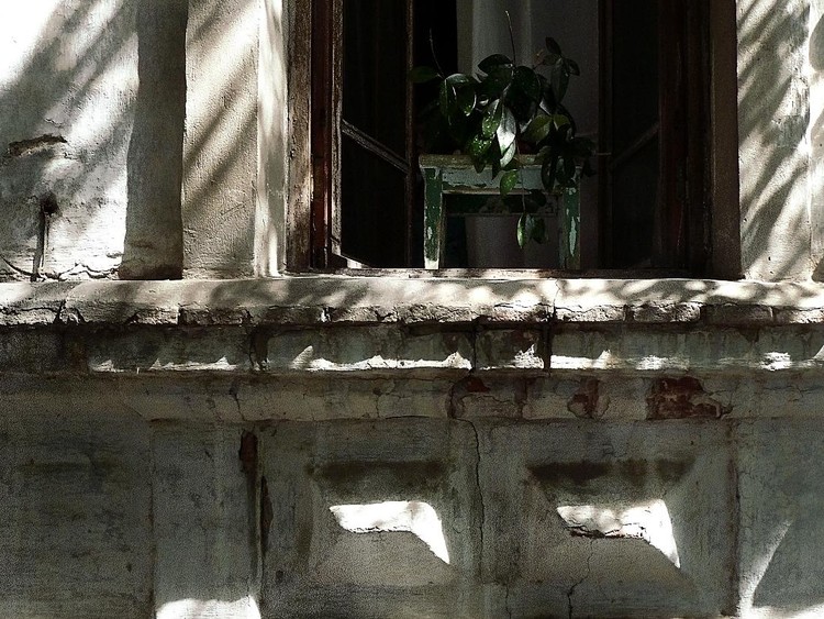 ficus in the window
