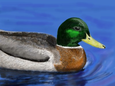 Mallard
