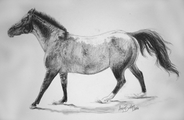Appaloosa