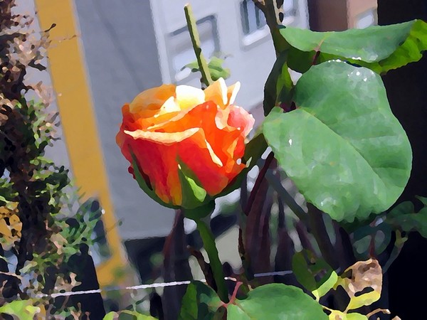 Rosa urbana barcelonesa