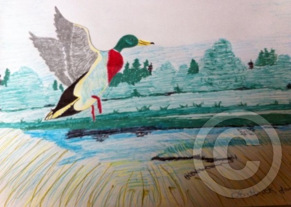 Flying Duck