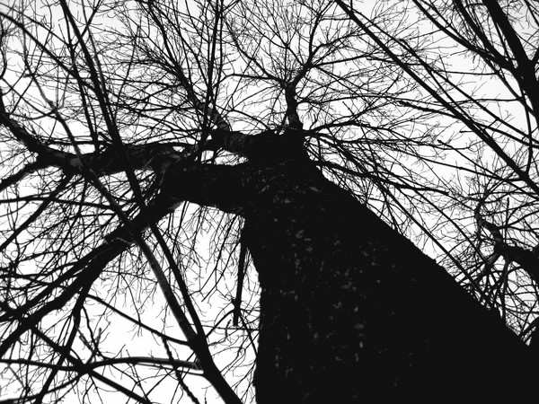 Neuron