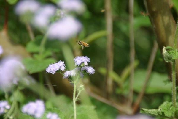 Busy Bee
