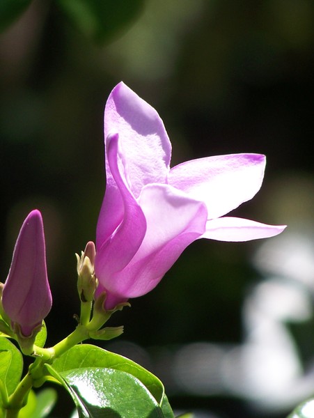 Ultra Violet