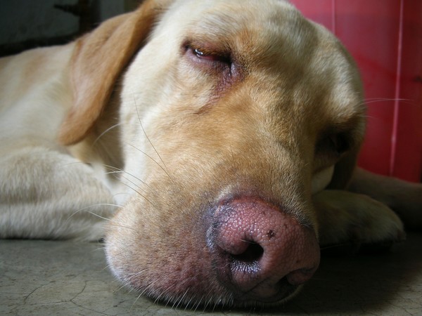 Sleeping Giant !!