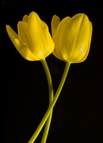 Tulip Tango