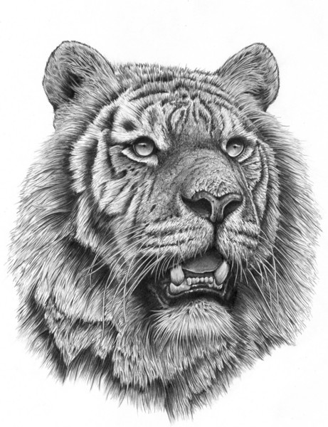 Siberian Tiger
