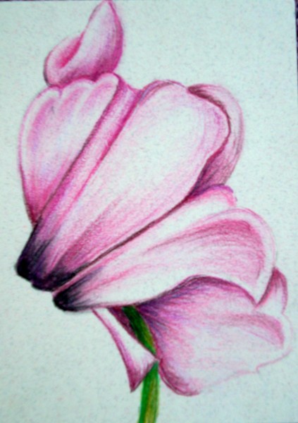 Cyclamen