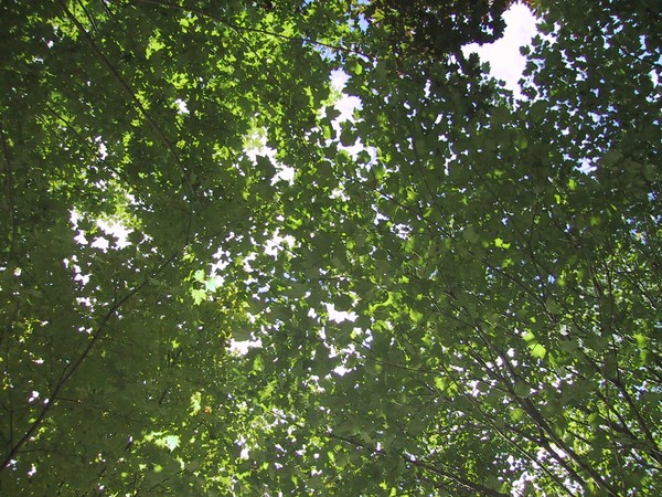 Canopy