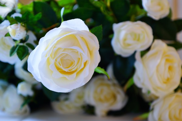 Wedding roses